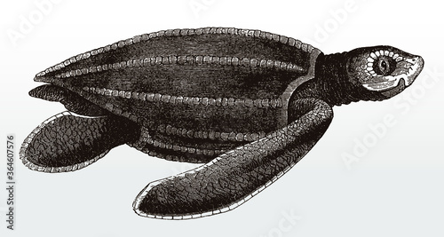 Threatened leatherback sea turtle, dermochelys coriacea in side view after an antique illustration from the 19th century
