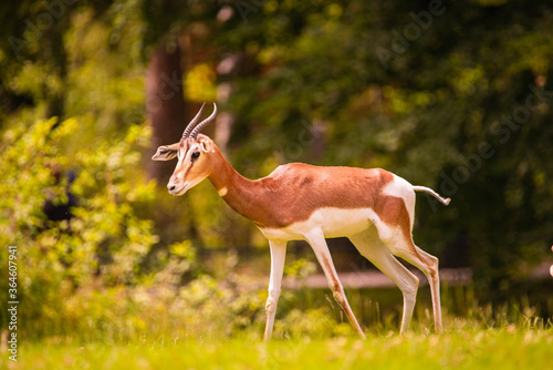 Gazelle in a zoo