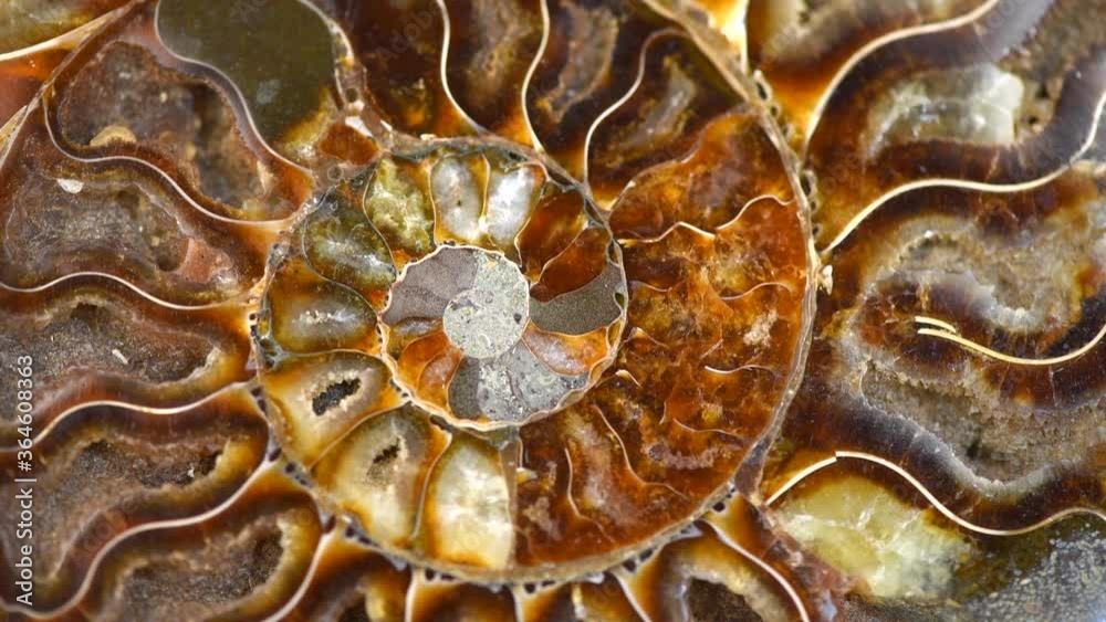 Nautilus shell section, Ammonite fossil shell rotation backdrop. Ancient macro abstract texture Background. Polished ammonite fossil shell with mineral crystals. Close-up 4K UHD video.