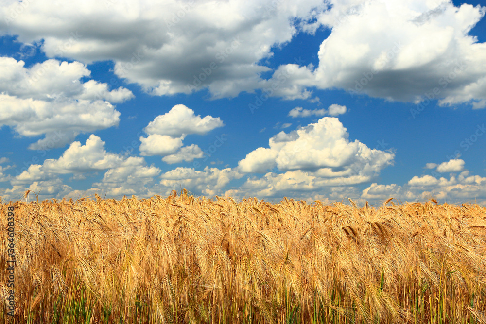 Gersrtenfeld unter einem blauen Himmel mit weissen Wolken Gersrtenfeld unter einem blauen Himmel mit weissen Wolken