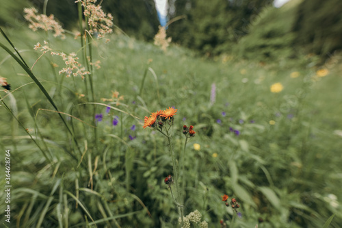 A bird sitting on top of a grass covered field