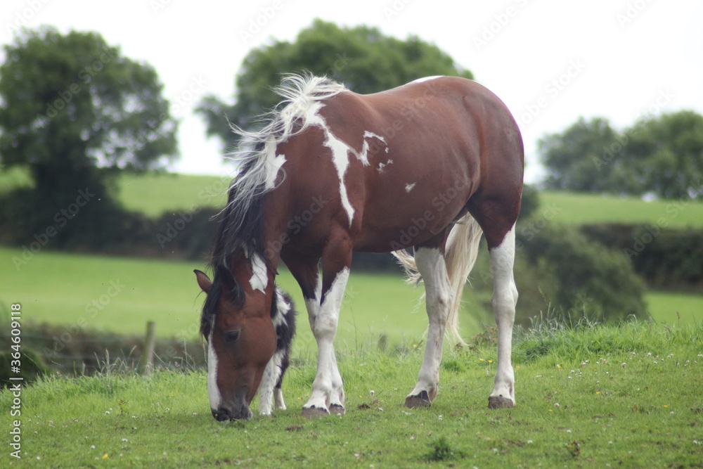 horse and foal horse and foal