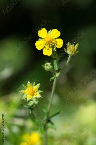 The silver-leaf cinquefoil (lat. Potentilla argentea), of the family Rosaceae.