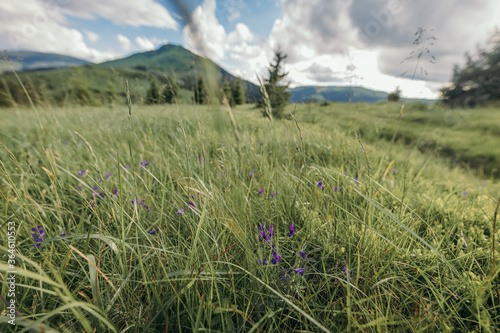 A field with a mountain in the background