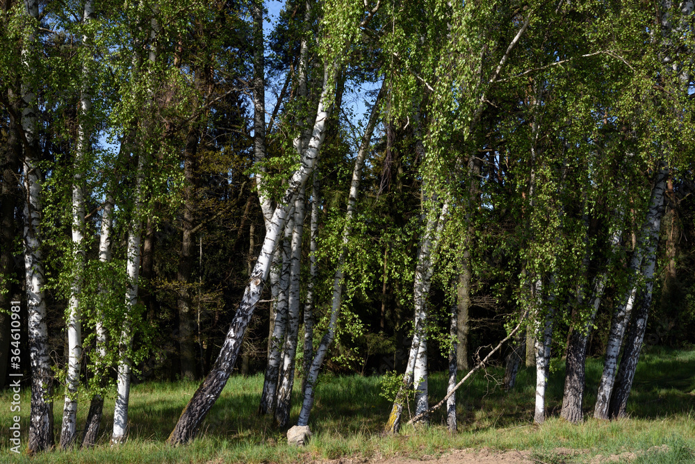Obraz premium birch trees in a forest