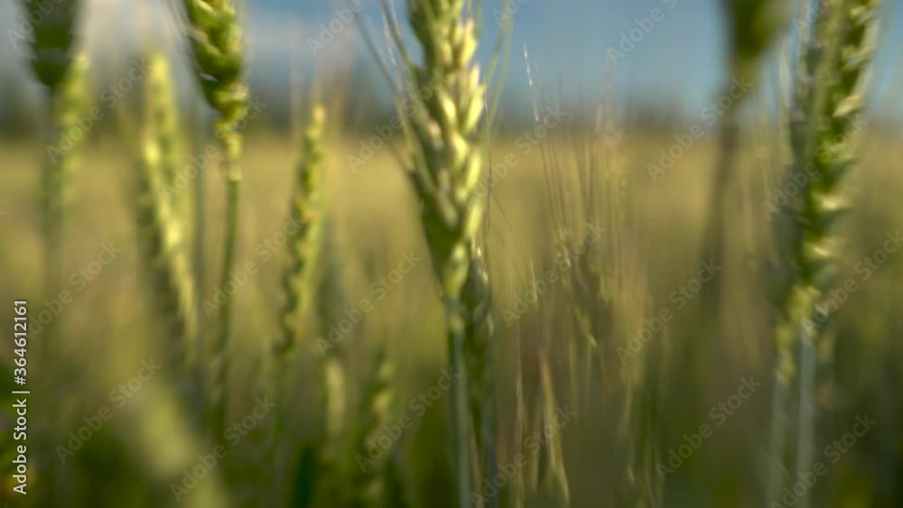 Wheat field close-up. The camera goes through the green spikelets. Wheat field close-up. The camera goes through the green spikelets.