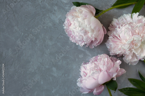 Fototapeta Naklejka Na Ścianę i Meble -  Three pink peonies on a gray stucco background, blur, space for text.