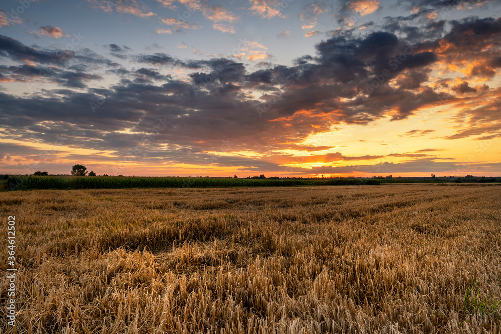 Beautiful summer sunset over fields