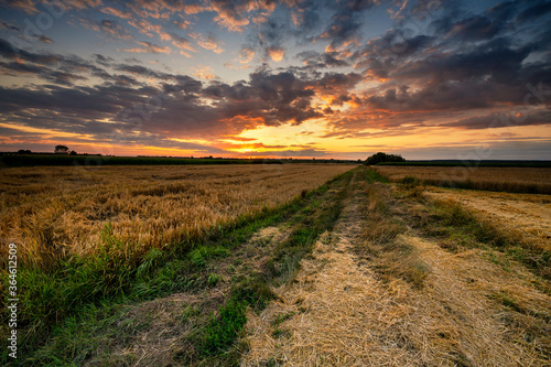 Beautiful summer sunset over fields