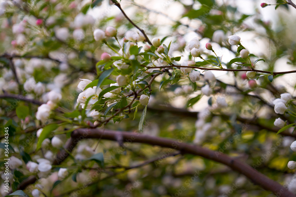 Siberian apple tree, Pallas apple tree, Berry apple tree, Malus baccata, early spring, apple tree flowers, spring, Russia, plant, flower, pink flowers, red flowers
Siberian apple tree, Pallas apple tree, Berry apple tree, Malus baccata, early spring, apple tree flowers, spring, Russia, plant, flower, pink flowers, red flowers