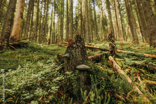 A tree in a wooded area