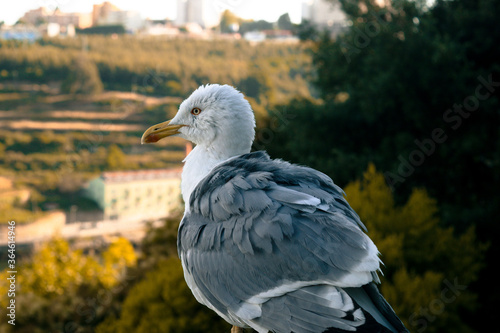 seagull on a post