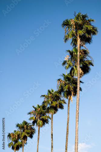 palm trees against blue sky