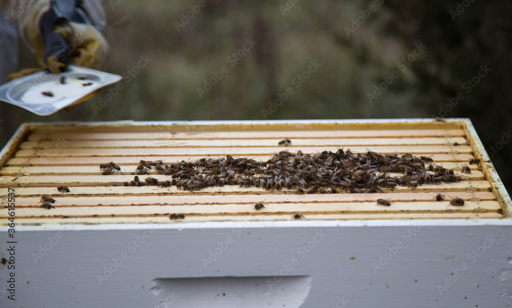 bees on a beehive bees on a beehive
