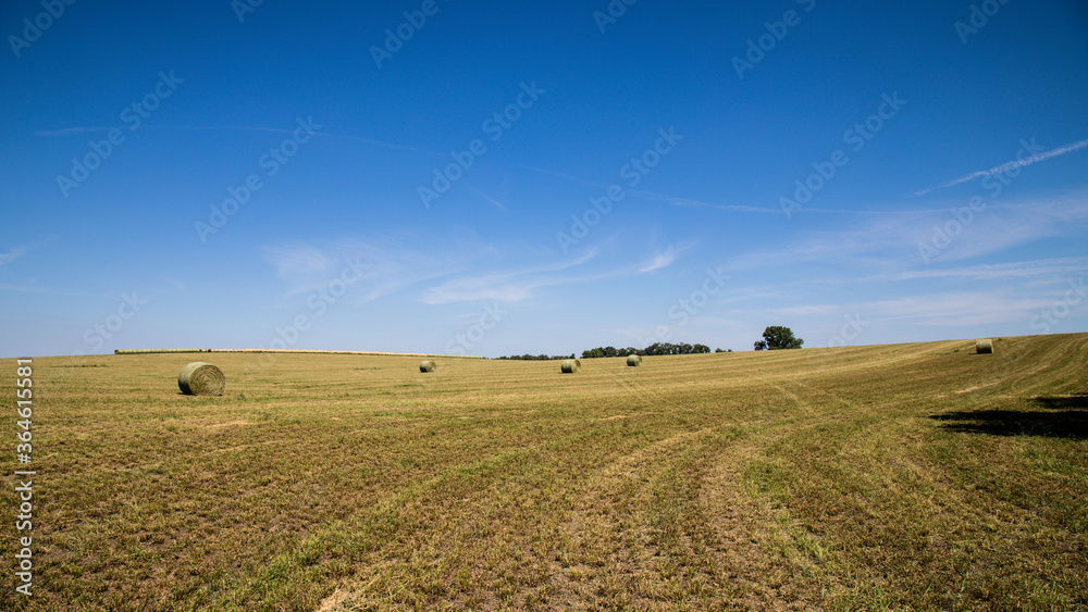 field of hay