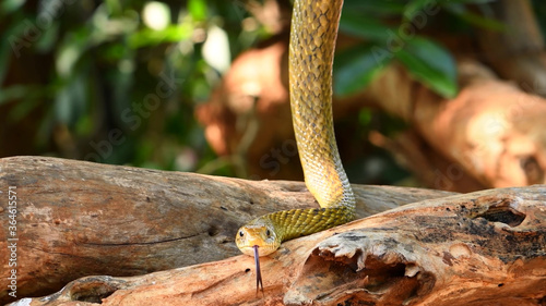 A snake hanging from a tree