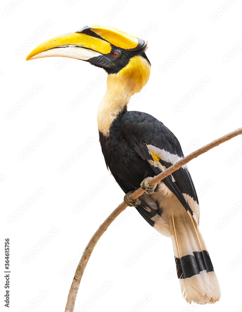 Obraz premium The Great Hornbill on branch on white background.