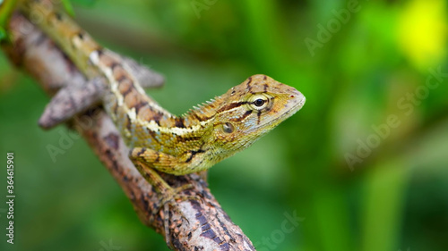 A lizard sitting on a branch