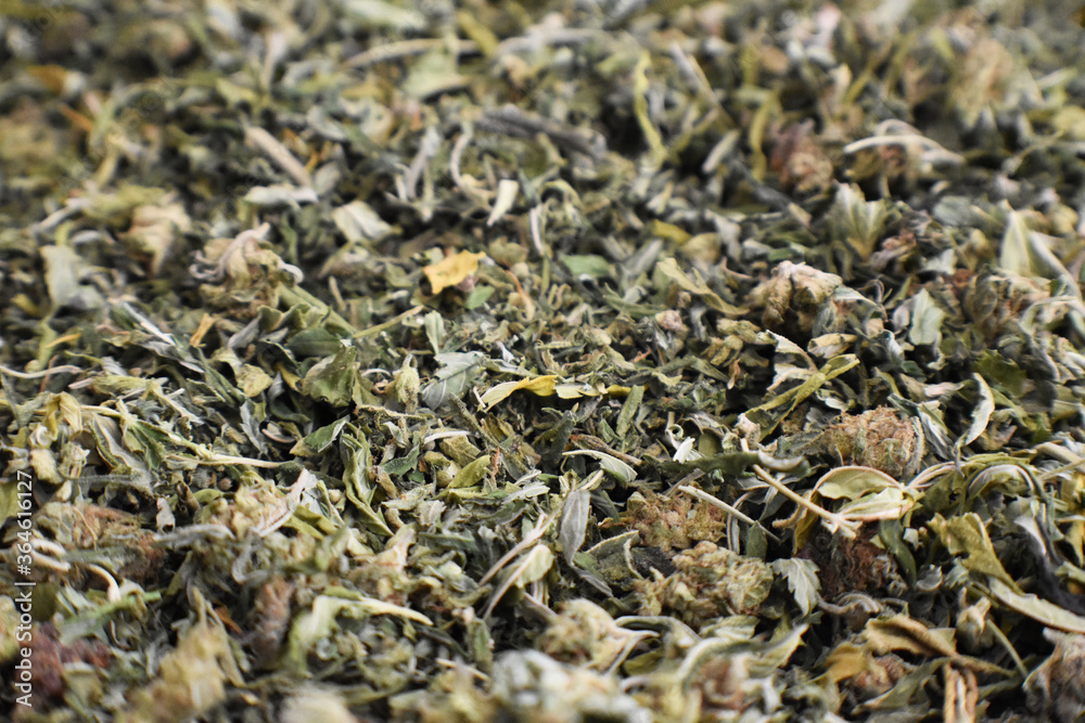 Marijuana/Cannabis Sativa Close Up High Quality Marijuana/Cannabis Sativa Close Up High Quality