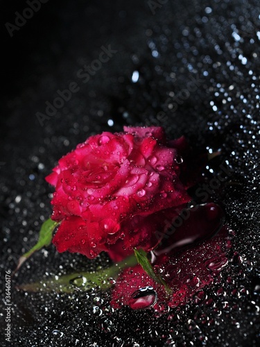 Rose flower with water droplets. Floral background © evri15