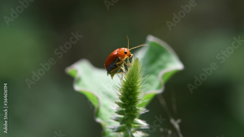 Brown beetle on a green leaf