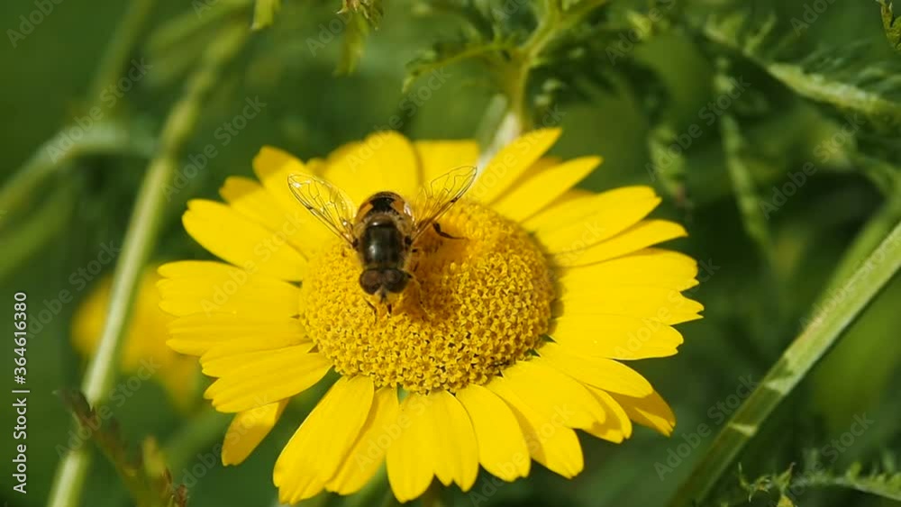 Bee collect pollen from a yellow flower movement. Insect bees in the season of honey collecting nectar. Bee collect pollen from a yellow flower movement. Insect bees in the season of honey collecting nectar.