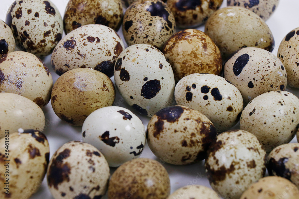 fresh quail eggs isolated on white background fresh quail eggs isolated on white background
