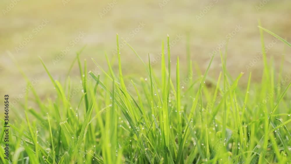 Closeup of tender grass with water drops on grass in morning, spring concept Closeup of tender grass with water drops on grass in morning, spring concept