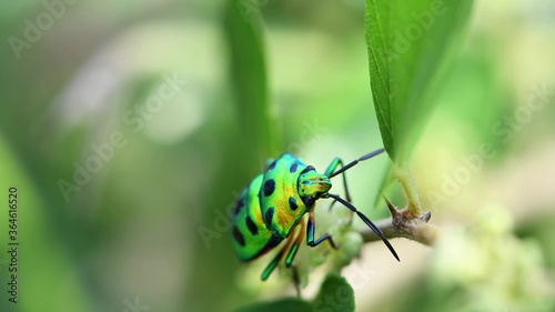 Green beetle on a green background