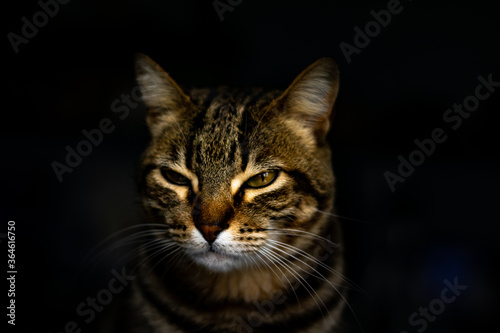 black cat portrait © robert
