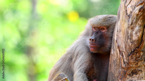 Sad monkey near a tree