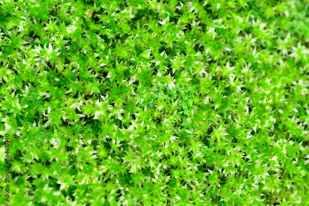Obraz premium Natural green moss 