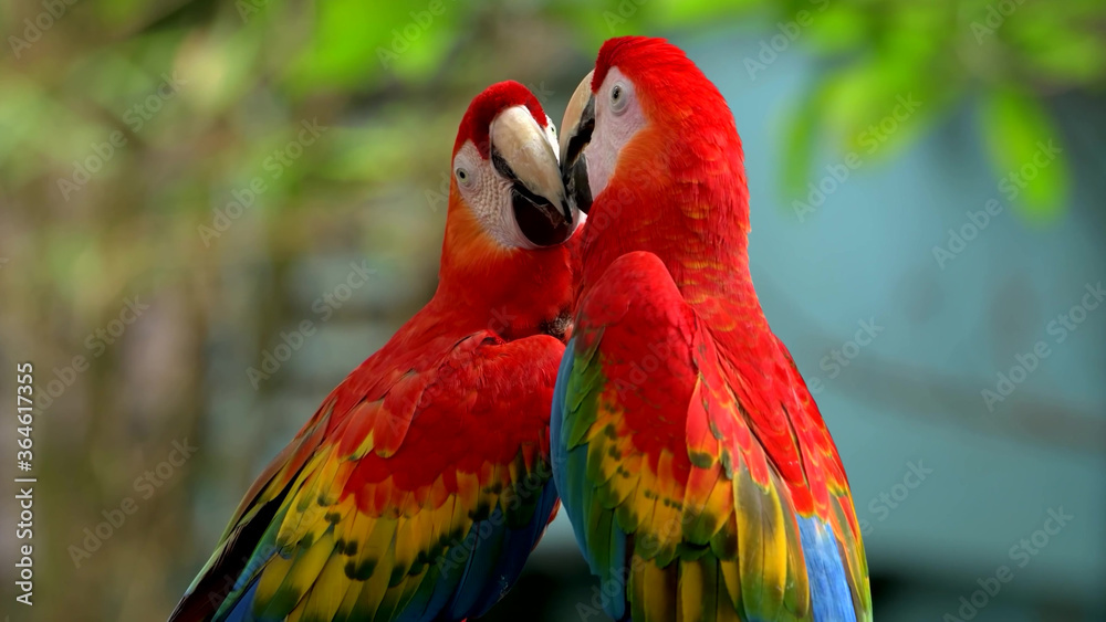 Two colorful parrots kissing
