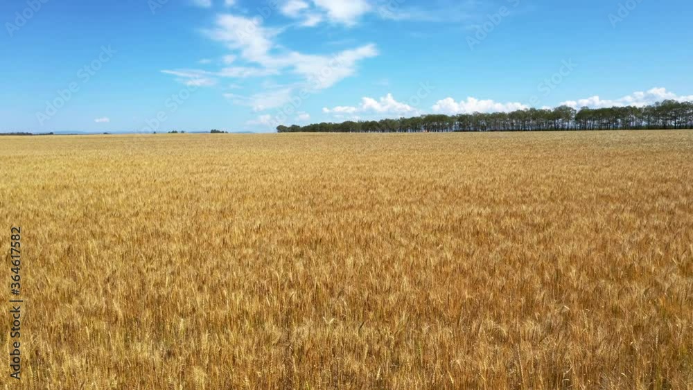 Aerial view of golden ripe wheat field, harvested farm in Northeast China Aerial view of golden ripe wheat field, harvested farm in Northeast China