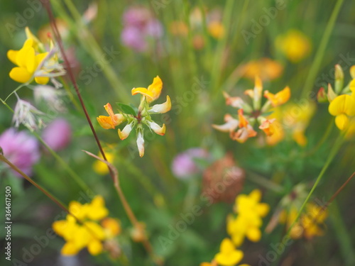 Lotus corniculatus (common bird's-foot trefoil) in Szczecin Poland photo