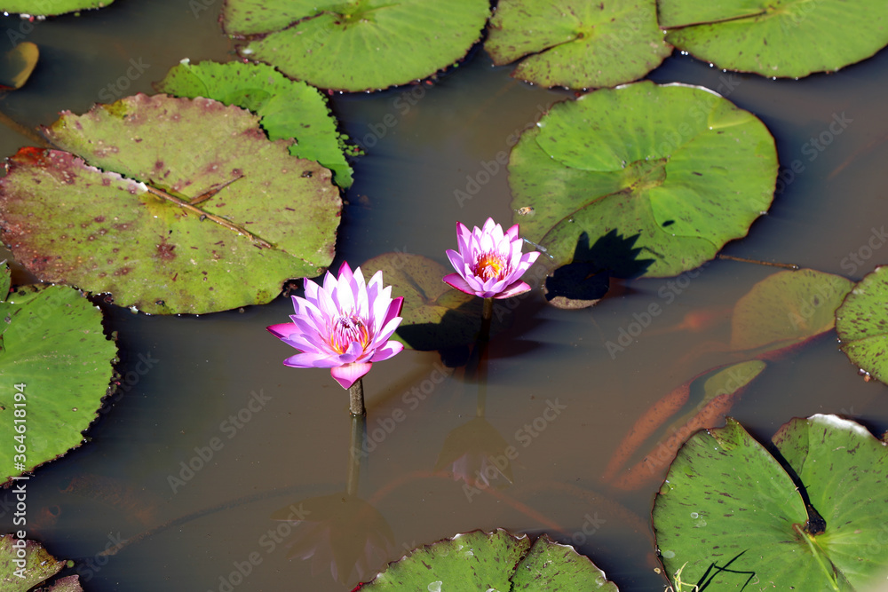 pink water lily