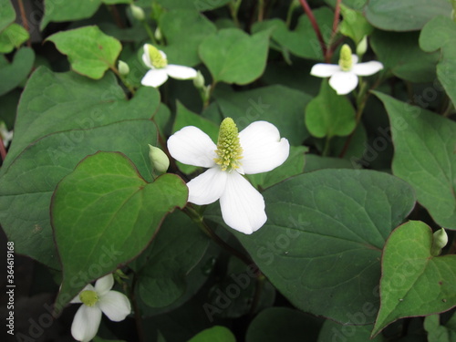 Dokudami  Houttuynia cordata  traditional southasian herb is blooming. It s popular as home remedy. It is also called fish mint  chameleon plant  and heartleaf.