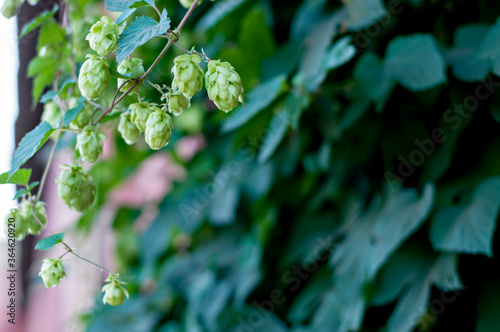 Green texture, background of light green hop on the fence. Place for text copy space. Fresh hop cones for making beer and bread close-up, agricultural background