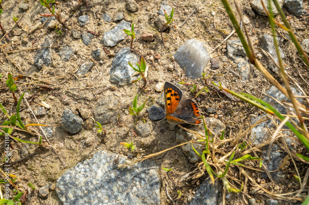 Schmetterling im Bayerischen Wald Schmetterling im Bayerischen Wald