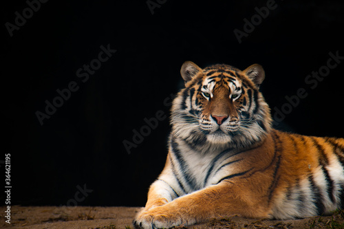 Fototapeta Naklejka Na Ścianę i Meble -  Portrait of Siberian Tiger against a dark background. 