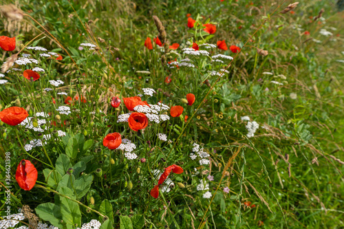 Rother Mohn | Mohnblumen photo
