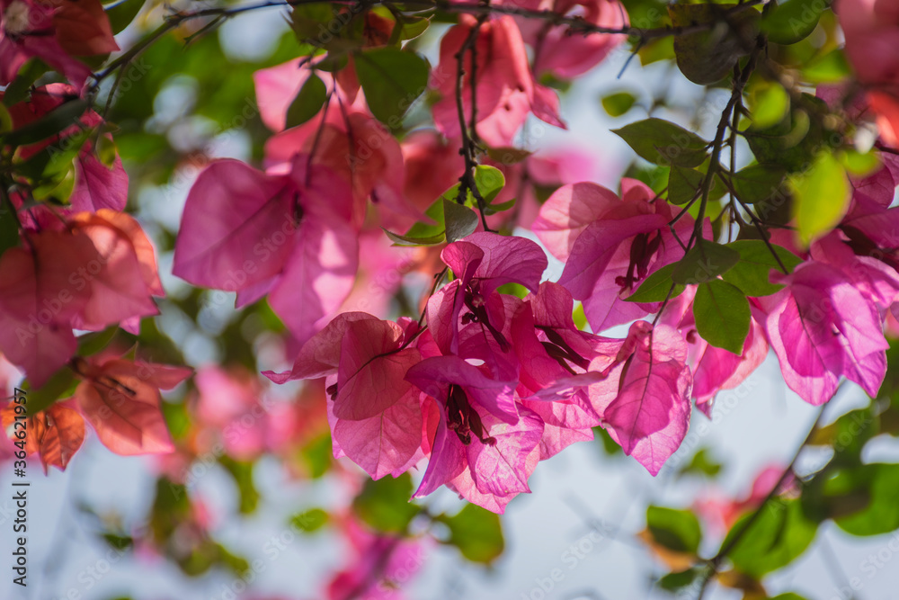 Bougainvillea spectabilis Bougainvillea spectabilis