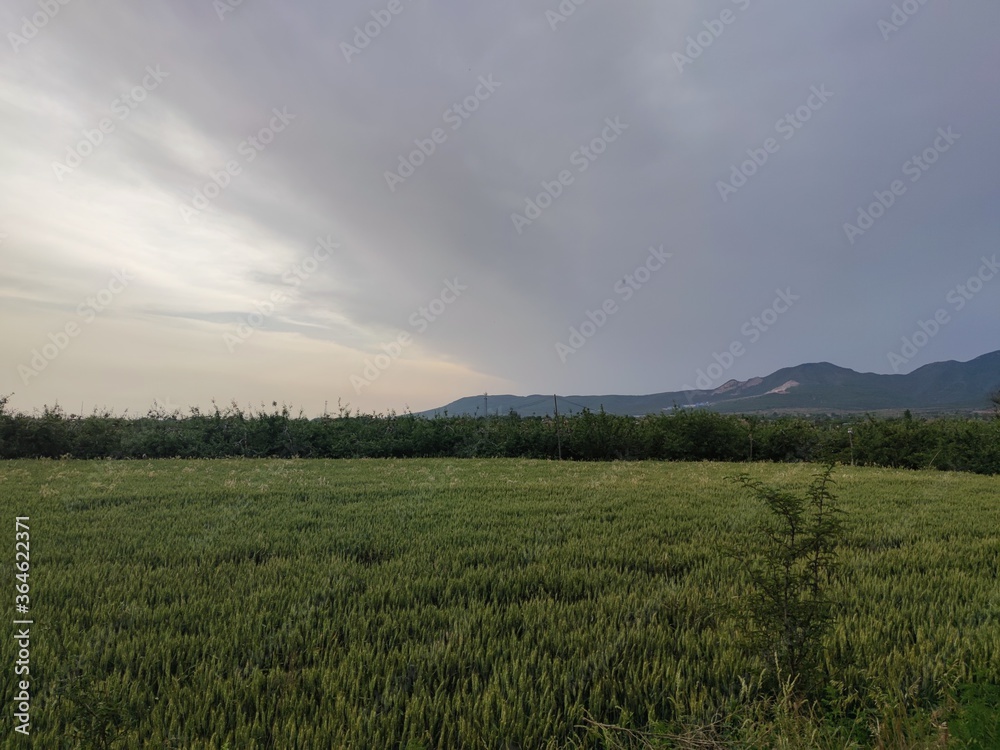 field of wheat