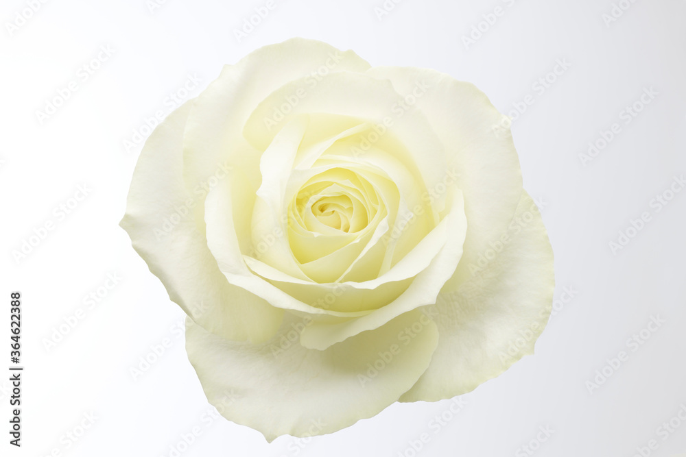 薔薇 薔薇