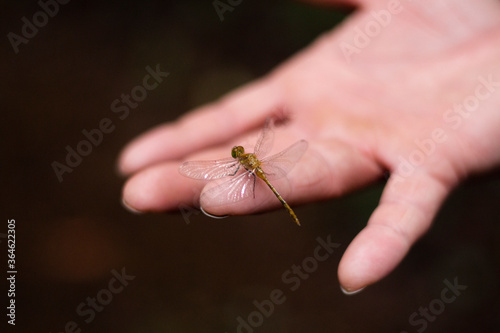 dragonfly extreme closeup