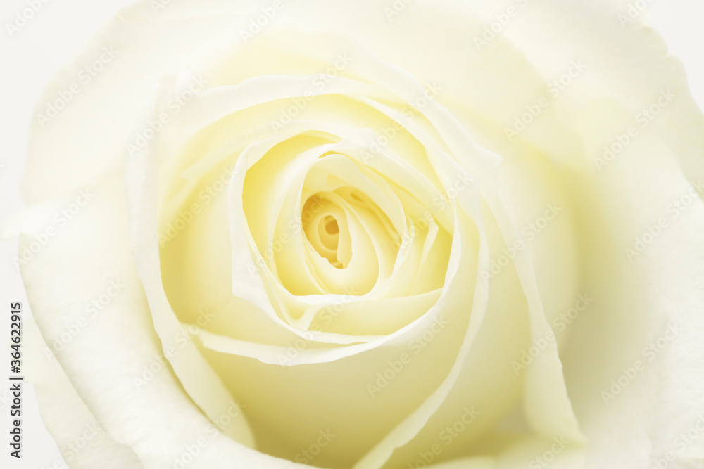 薔薇 薔薇