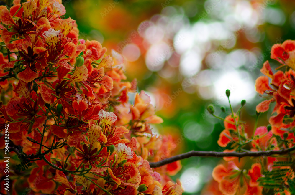 Red flowers placed on a background of white bokeh and green backgrounds Red flowers placed on a background of white bokeh and green backgrounds