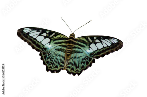Canvas Print pattern on the wings of a butterfly isolated from a white background