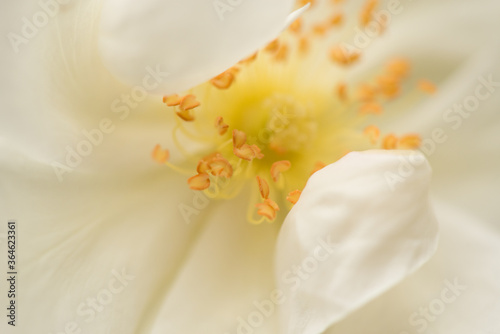 White rose closeup