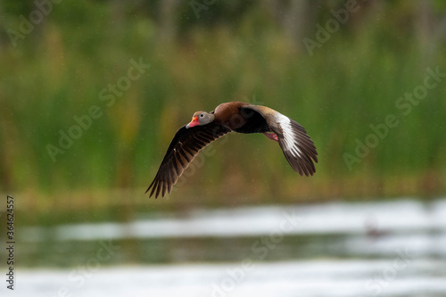 Whistling duck in air © Daniel
